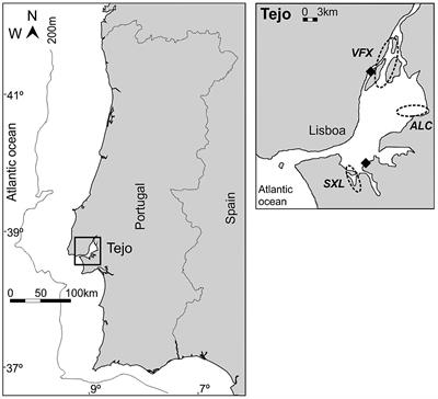 Spatial Variation in Mercury Bioaccumulation and Magnification in a Temperate Estuarine Food Web